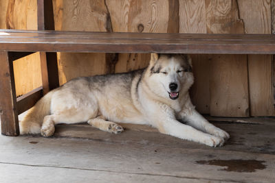 A beautiful furry dog in a kennel for dogs on a wooden flooring. high quality photo