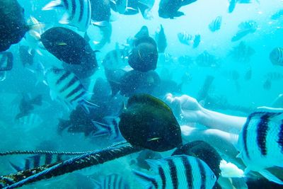 Close-up of woman swimming in aquarium