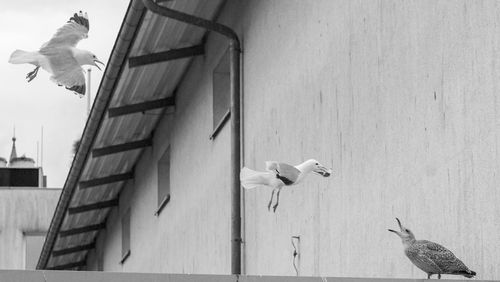 Low angle view of pigeons perching on railing