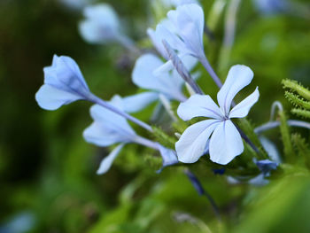 Close-up of pink flowers blooming outdoors