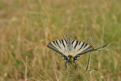 Natural closeup on a white striped scarce swallowtail butterfly , iphiclides podalirius 