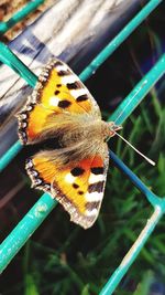 Close-up of butterfly on flower