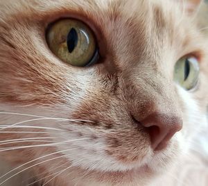 Close-up portrait of cat