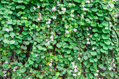 Full frame shot of ivy growing on land