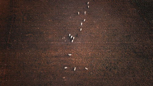 Aerial view of sheep on field