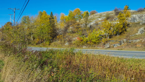 Plants growing on field against sky