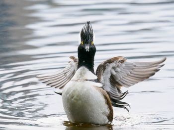 Duck swimming in lake