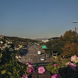 High angle view of flowering plants by road against sky