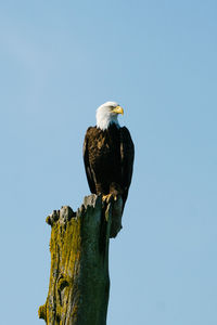 Low angle view of eagle perching on tree against clear sky