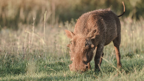 Horse grazing on grassy field