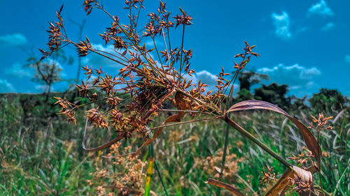 Close-up of flowering plants on field against sky