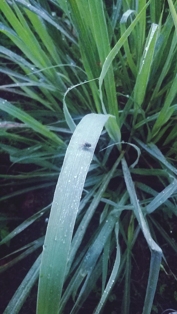 drop, growth, green color, plant, close-up, water, wet, leaf, freshness, nature, grass, blade of grass, dew, fragility, focus on foreground, beauty in nature, droplet, day, raindrop, rain