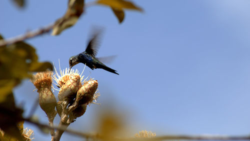 Low angle view of flowering plant against blue sky and hummingbird
