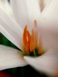 Macro shot of yellow flower