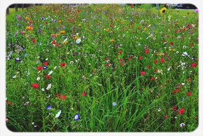 Plants growing on field