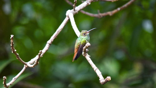 Close-up of lizard on branch