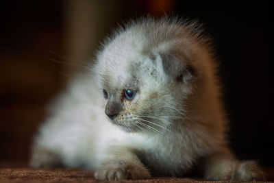 Close-up of cat looking away