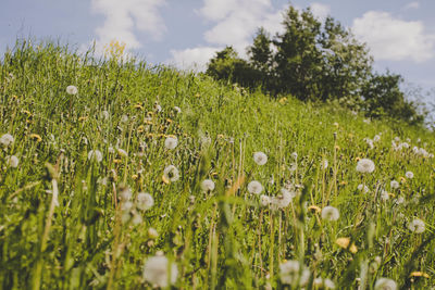 Close-up of mushrooms growing on field against sky