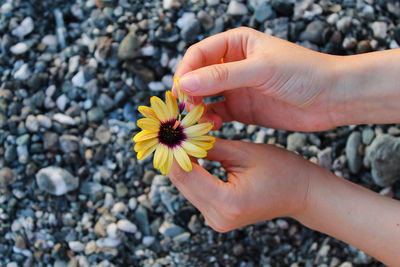 Cropped hand holding yellow flower