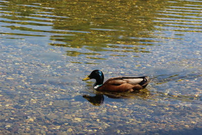 High angle view of duck swimming in lake