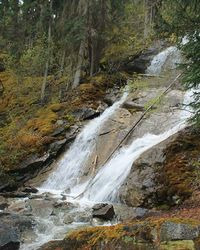 Scenic view of waterfall in forest