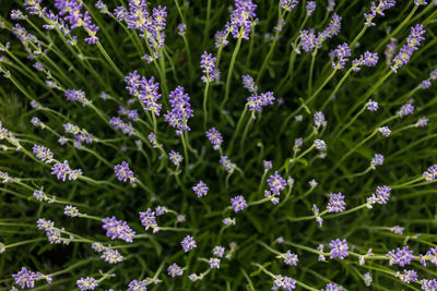 Full frame shot  of purple flowering lavender, lavandula angustifolia,  view from above