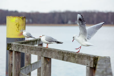 Close-up of birds flying over wood