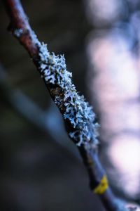 Close-up of frozen tree