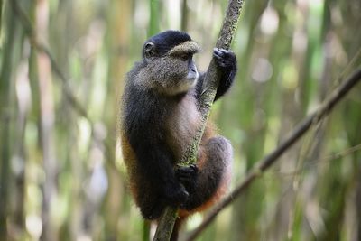 Wild golden monkey in rwanda