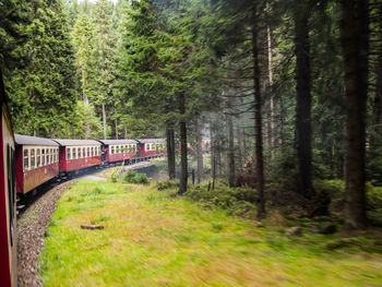 Railroad tracks in forest