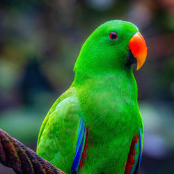 Close-up of parrot