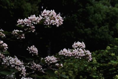Close-up of cherry blossom tree