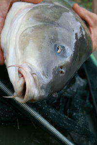 Close-up of hand holding fish at market