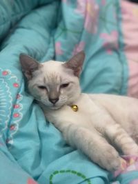 Cat lying on bed