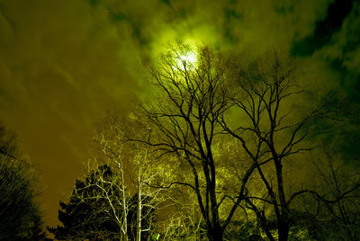 Low angle view of trees against sky