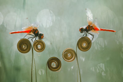 Beatiful dragonfly on unique plants