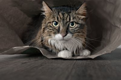 Close-up portrait of cat relaxing on floor