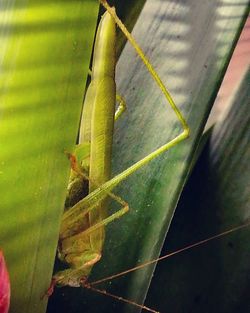 Close-up of insect on leaf