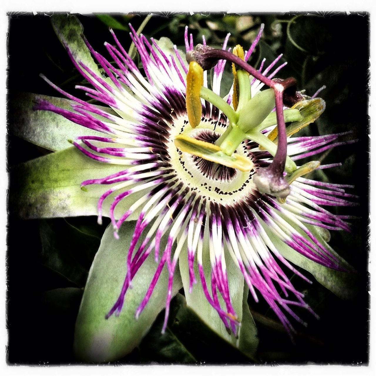 flower, petal, flower head, freshness, fragility, transfer print, beauty in nature, close-up, growth, single flower, pollen, auto post production filter, purple, nature, blooming, stamen, plant, in bloom, focus on foreground, no people