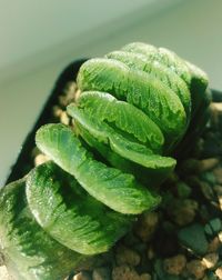 Close-up of water drops on plant