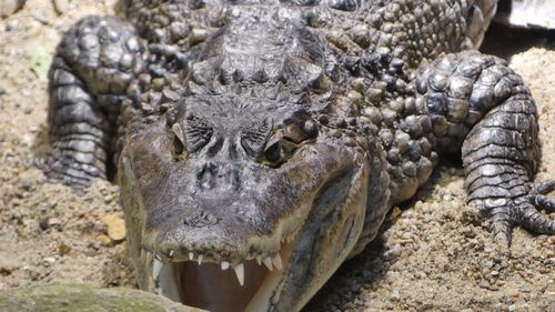 Close-up of crocodile