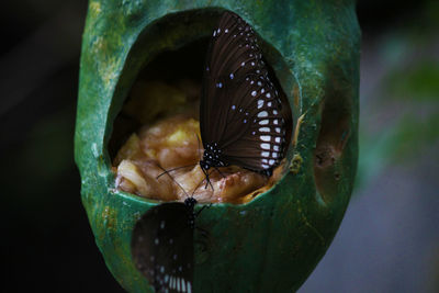 Close-up of butterfly on leaf