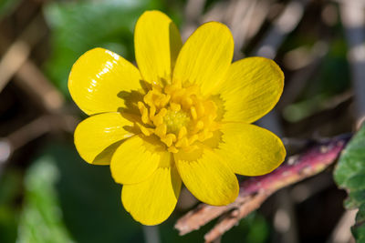 Close-up of yellow flowering plant