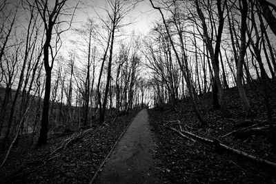 Road passing through trees