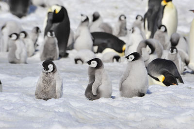 View of birds in snow