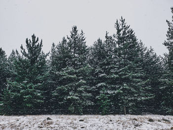 Pine trees in forest against sky during winter