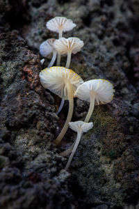 Close-up of white mushroom growing on rock