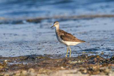 Close-up of bird in lake