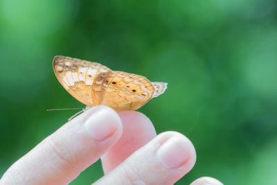 Close-up of hand holding butterfly