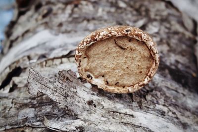 Mushroom growing on a birch tree